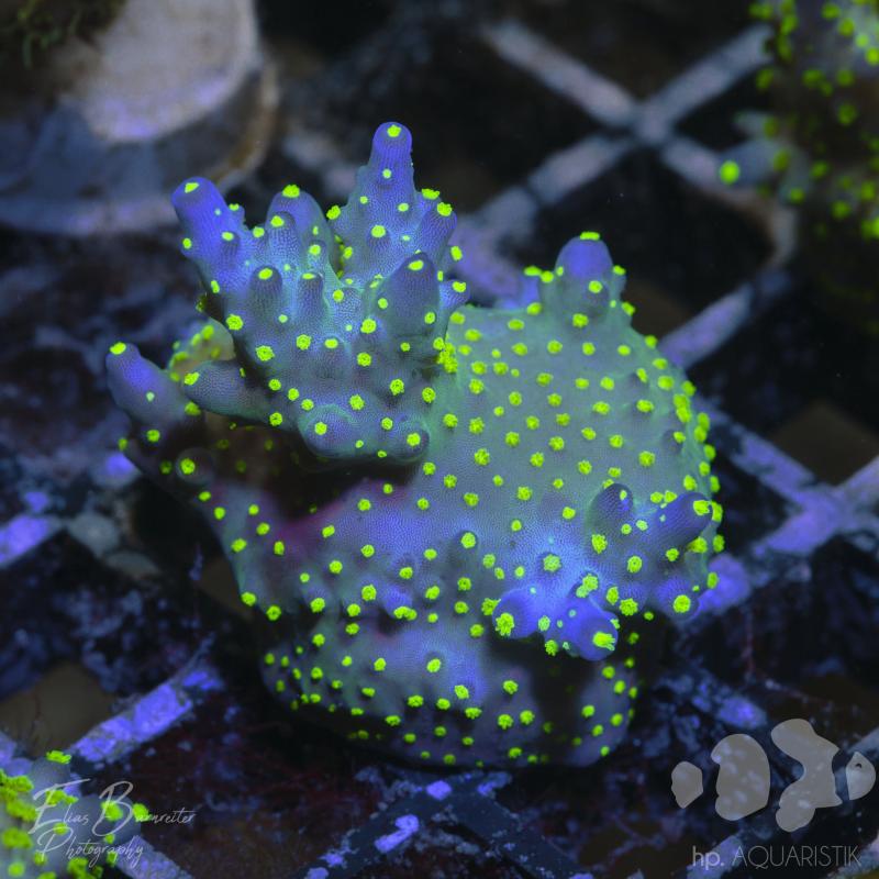 Acropora Tricolor
